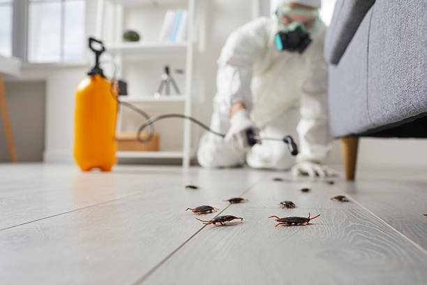 Post-Treatment Bed Bug Interceptor Monitoring in Cutten